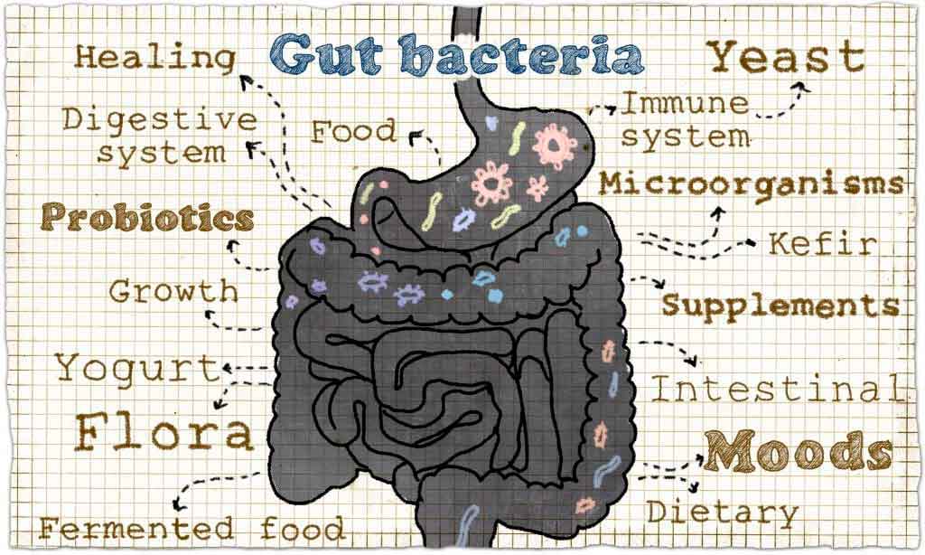 gut imbalance acne