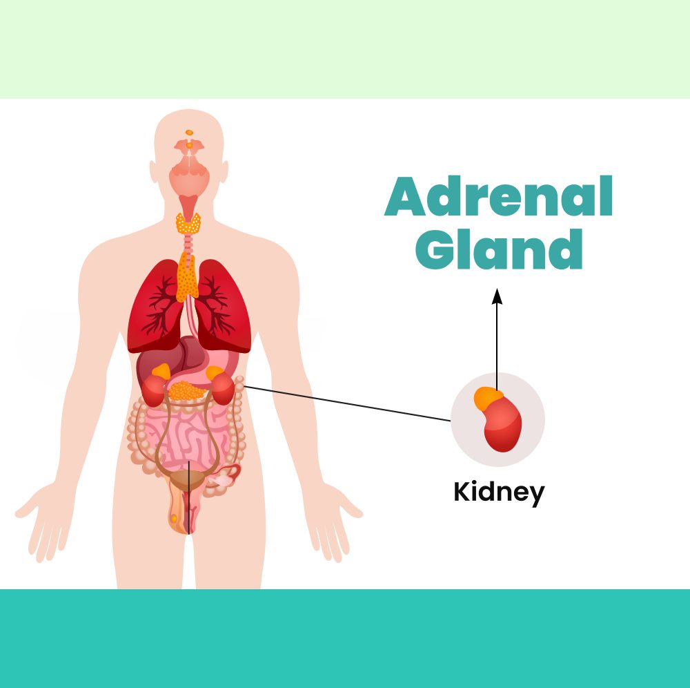 Adrenal Gland