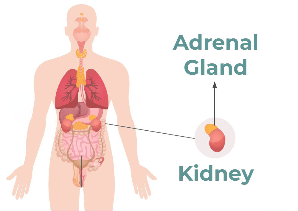 Adrenal Gland